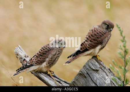 Young Kestrels Falco tinnunculus perched on old stump waiting to be feed by parent potton bedfordshire Stock Photo