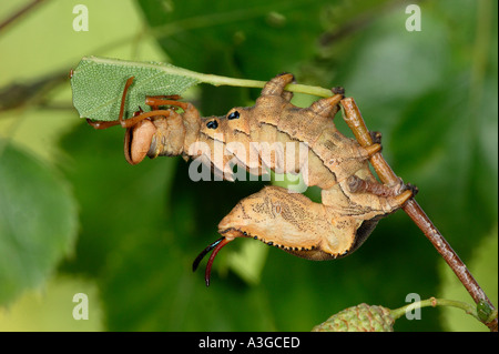 Lobster Moth Stauropus fagi Larvae feeding on beech leaves potton bedfordshire Stock Photo