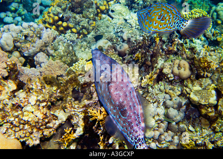 Scrawled filefish Aluteres scriptus fish Coral reef scenery RED SEA Sharm El Sheikh EGYPT 2 two pair Stock Photo