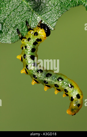 Dusky Birch Sawfly croesus latitarsus larvae feeding on silver birch leaf potton bedfordshire Stock Photo