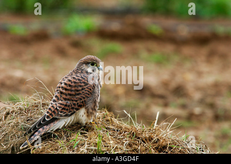 Kestrel Falco tinnunculus young bird at rest on ahesp of rubbish potton bedfordshire Stock Photo