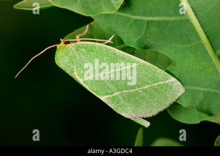 Scarce Silver lines Bena bicolorana at rest on leaf potton bedfordshire Stock Photo