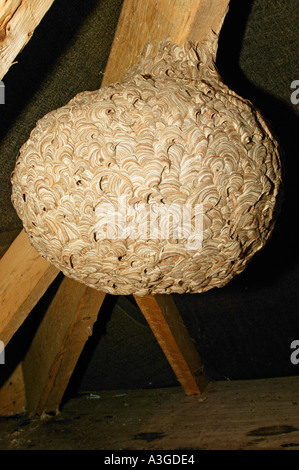 Wasp Nest hanging on joists in roof space potton bedfordshire Stock Photo