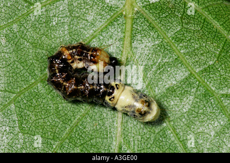 Alder Moth Acronicta alni Larvae on leaf looking like bird dropping potton bedfordshire Stock Photo
