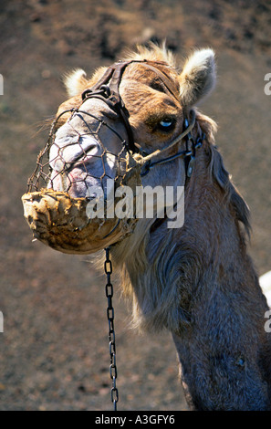 Head of camel in muzzel Timanfaya Lanzarote Canary Islands Spain Stock Photo