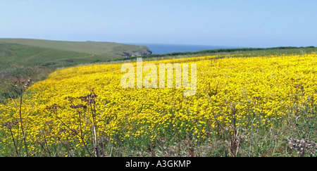 Yellow Corn Marigolds Chrysanthemum segetum in a field near to Sennan Cove, Cornwall, England Stock Photo