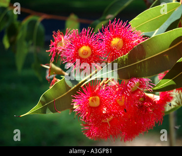 Beautiful flowering gum Eucalyptus ptychocarpa Stock Photo