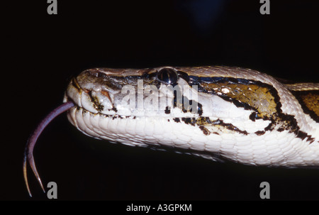 Burmese python (python molurus bivittatus) flicking tongue, Paradise Wildlife Park, Hertfordshire Stock Photo