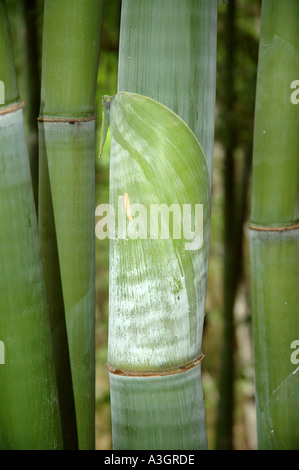 Nastus Elatus Mingal bamboo New Guinea Stock Photo