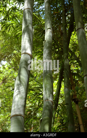 Nastus Elatus Mingal bamboo New Guinea Stock Photo
