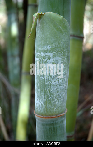 Nastus elatus Mingal bamboo New Guinea Stock Photo