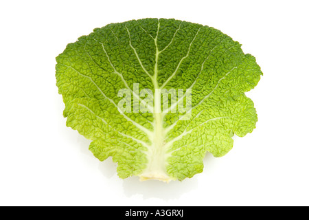 Savoy cabbage leaf isolated on a white studio background. Stock Photo