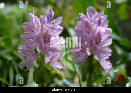 Water hyacinth Eichornia crassipes mauve flower native South America pest free floating invasive world wide Stock Photo