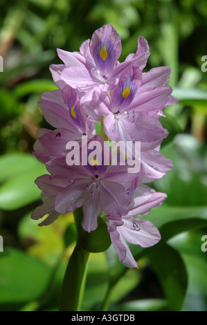 Water hyacinth Eichornia crassipes Stock Photo
