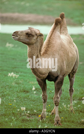 Bactrian Camel Camelus bactrianus Asia Stock Photo