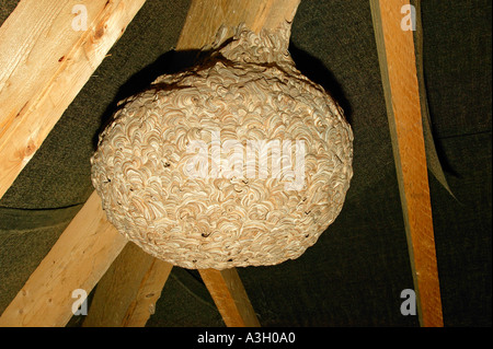 Wasps nest hanging on roof trusses in loft potton bedfordshire Stock Photo