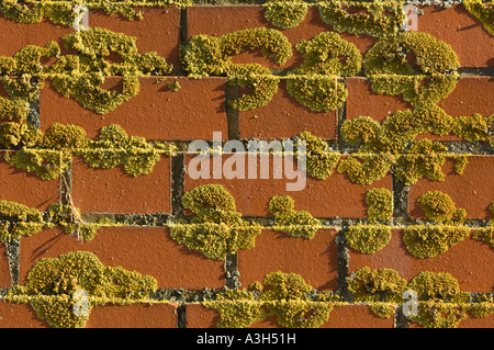 Mossy brick wall Stock Photo