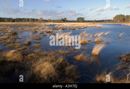 Thursley Nature Reserve - Surrey - UK Stock Photo