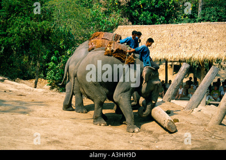 chiang dao elephant camp near city of chiang mai thailand Stock Photo