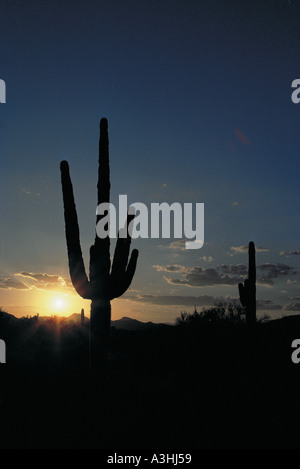Sonora Desert Arizona Sunset Stock Photo - Alamy