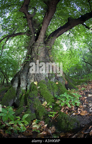Ancient Large Leaved Lime tree on the Cotswold Way Tilia platyphyllos Lineover Wood Gloucestershire UK Stock Photo