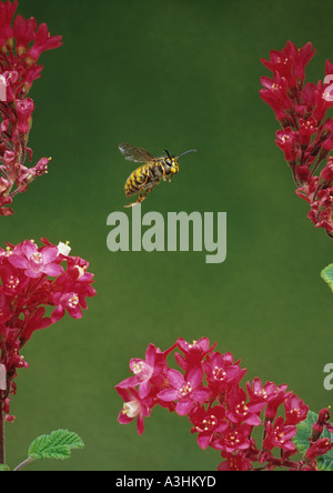 Common Wasp in Freeflight (Vespula vulgaris) in the Uk Stock Photo