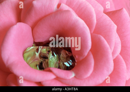 Water drop in the middle of a rose flower Stock Photo