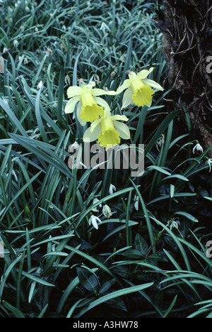 Three daffodils on forest floor Wandlebury near Cambridge England Stock Photo