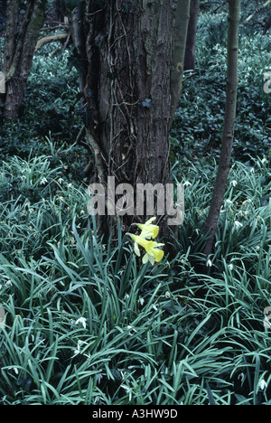 Three daffodils on forest floor Wandlebury near Cambridge England Stock Photo
