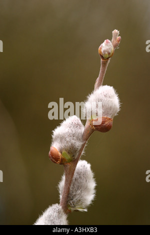 Goat Willow Salix caprea Stock Photo