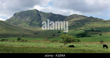CADER IDRIS MOUNTAIN WITH WELSH BLACK CATTLE WALES UK Stock Photo