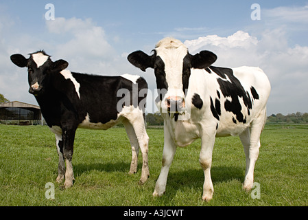 Two cows in a field Stock Photo