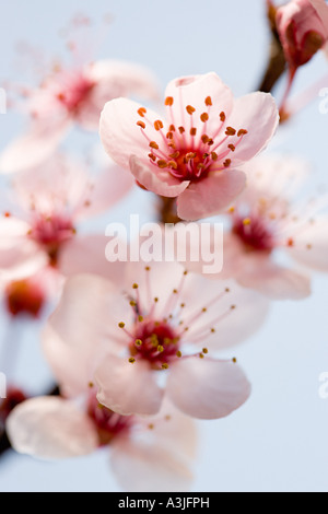 Hawthorn blossom Stock Photo