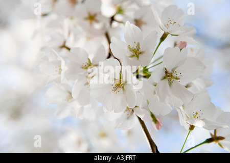 Hawthorn blossom Stock Photo