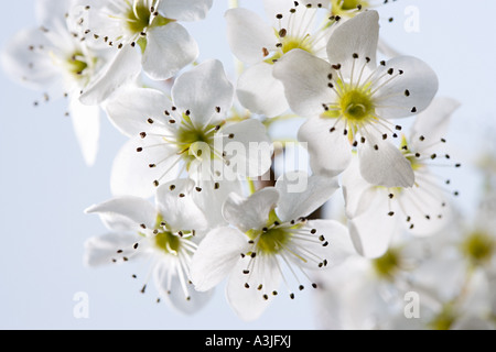 Hawthorn blossom Stock Photo