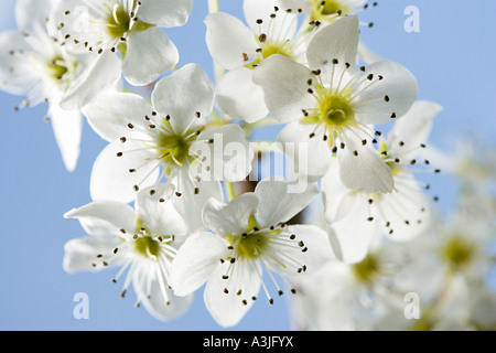 Hawthorn blossom Stock Photo