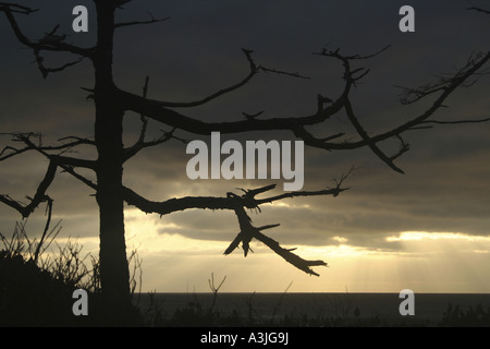 Dramatic and stark branches silhouetted at sunset on the Oregon Coast. Stock Photo