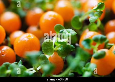 Pin Cushion Plant / Nertera granadensis Stock Photo