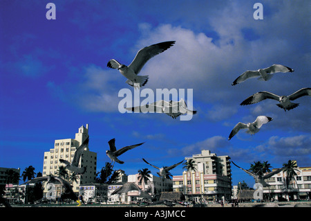 historic picture year of 1987 seagulls city of miami beach quarter of south beach state of florida usa Stock Photo