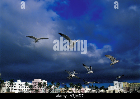 historic picture year of 1987 seagulls city of miami beach quarter of south beach state of florida usa Stock Photo