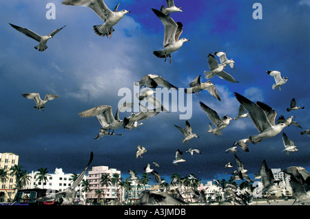 historic picture year of 1987 seagulls city of miami beach quarter of south beach state of florida usa Stock Photo