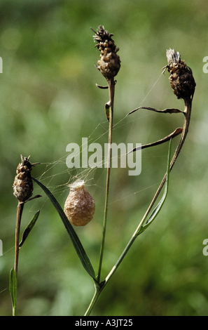 Black-and-Yellow Argiope, Black-and-Yellow Garden Spider (Argiope bruennichi). Eggsack in vegetation Stock Photo