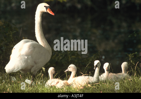 mute swan with chicks on meadow / Cygnus olor Stock Photo