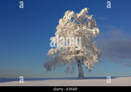 Snow Covered Beech Tree, Black Forest, Baden-Wurttemberg, Germany Stock Photo