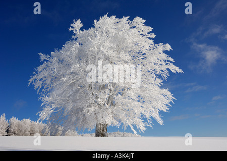 Snow Covered Beech Tree, Black Forest, Baden-Wurttemberg, Germany Stock Photo