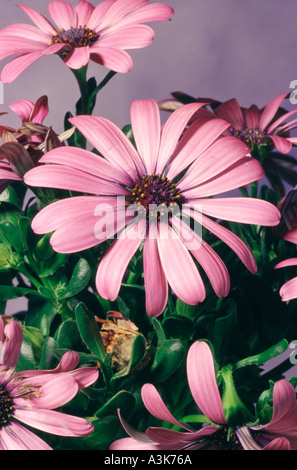 Bornholmer Margerite Stock Photo Alamy