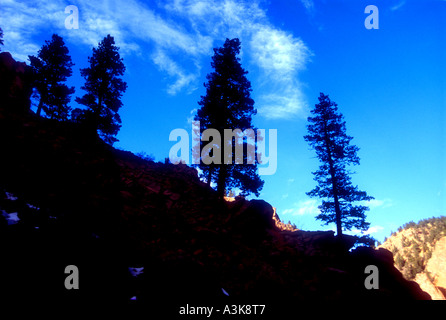 Four silhouetted trees in the Colorado USA landscape Stock Photo