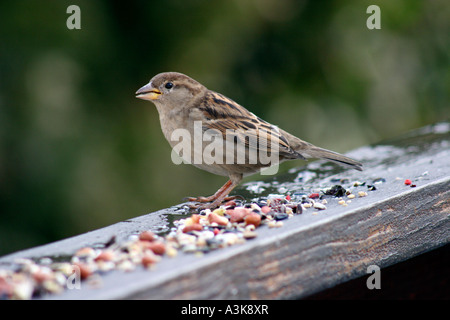 House Sparrow female on railing with fruits and nuts Stock Photo