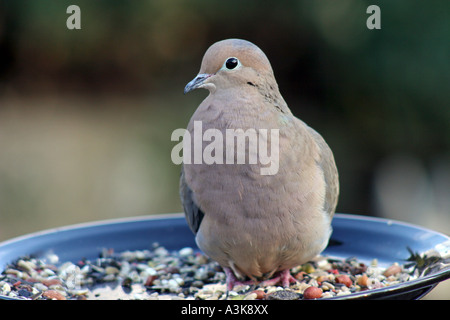 Mourning Dove sitting in feeding plate frontal view Stock Photo