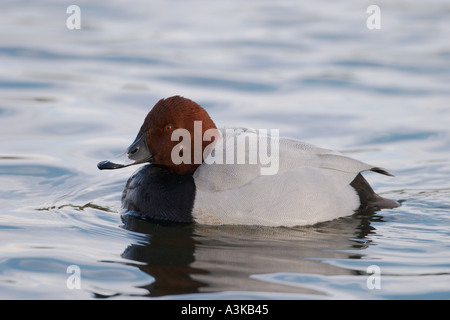 Drake Common Pochard, Aythya ferina Stock Photo